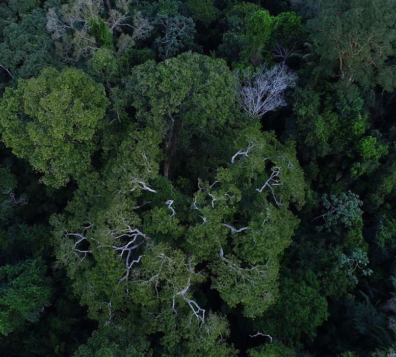 MP muda normas de gestão de florestas para fomentar mercado de carbono