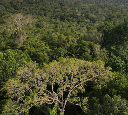 Vista aérea da floresta amazônica em Manaus