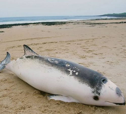 O que a autópsia de um boto revelou sobre poluição marinha